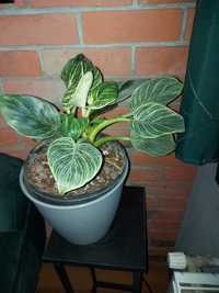 Philodendron Birkin