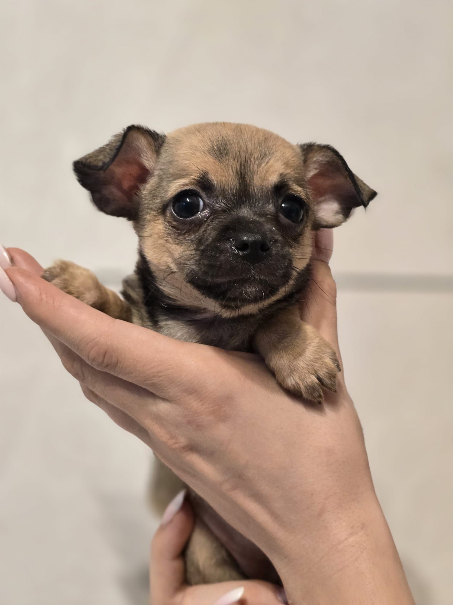 CHIHUAHUA suczka szczenię metryka pieski