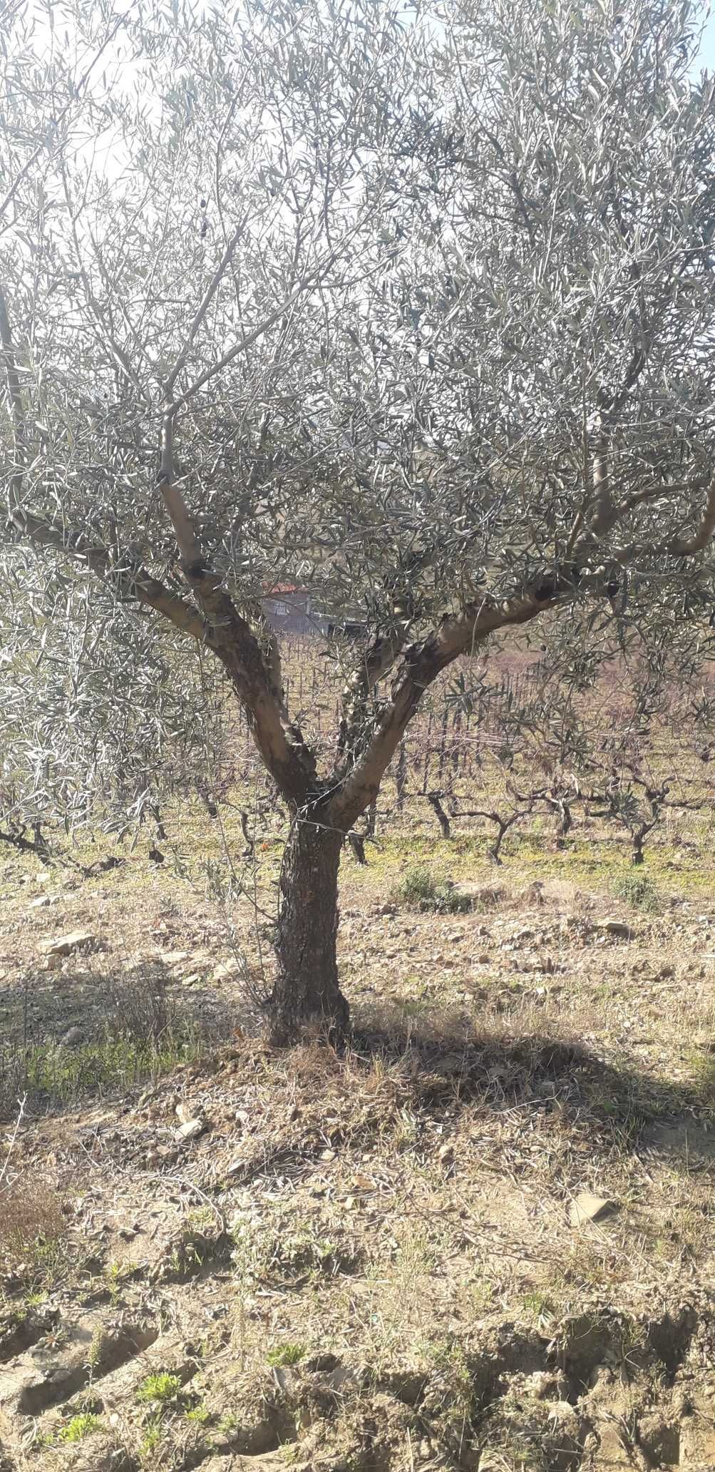 Oliveiras para o seu Jardim