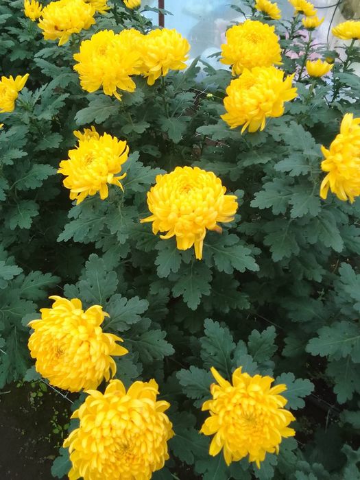 Квіти Хризантема опт