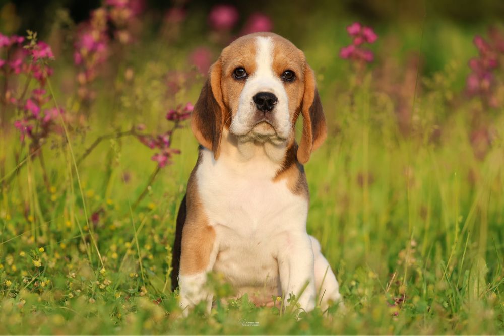 Beagle chlopiec z domowej hodowli FCI
