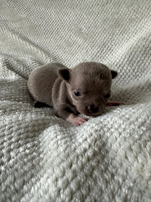 Chihuahua miniatureczka Liliowa dziewczynka ze skarpetkami z rodowodem