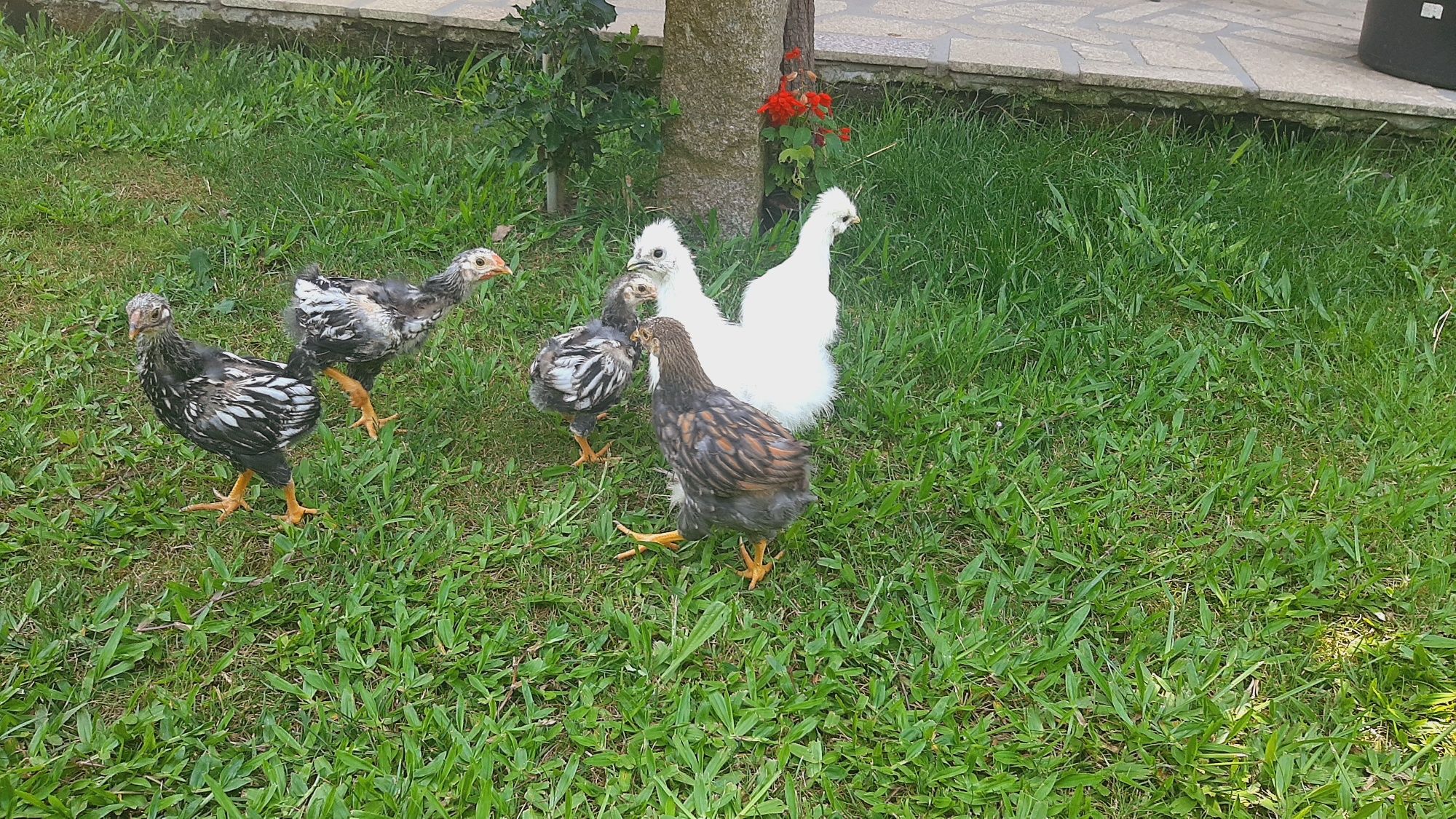 Lote sedosas e wyandottes