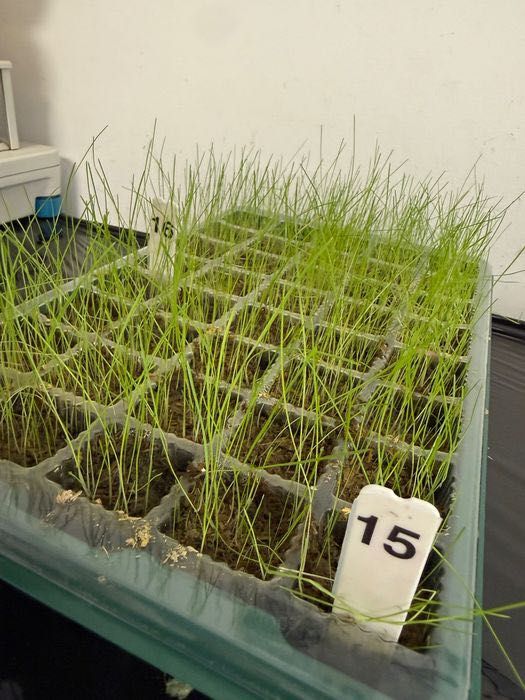 Hydrosiew – gęsty, trwały trawnik premium, lepszy i tańszy niż z rolki