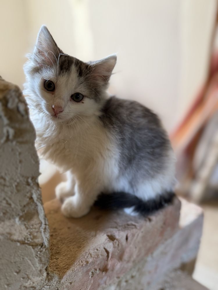 Кошенята шукають люблячу сімʼю