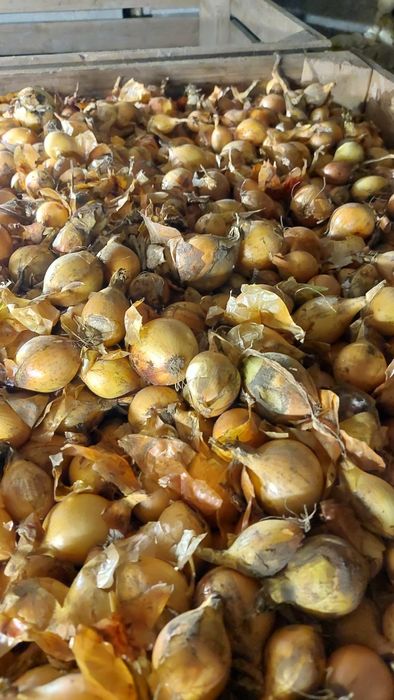 Cebula drobna kal.3.5-5