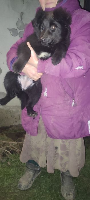 Собака (цуценя) м. Стебник