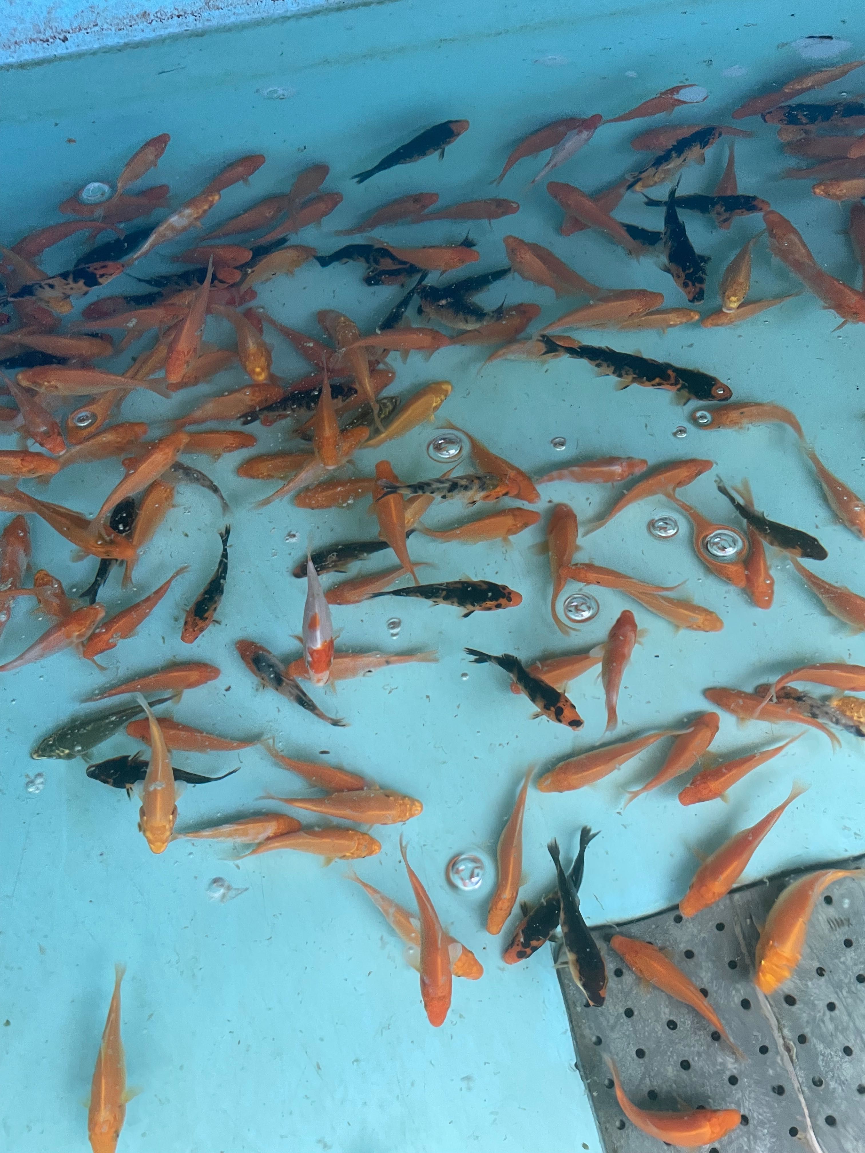 Karp koi narybek ok 8cm