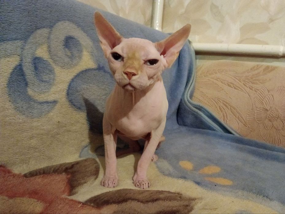 Канадський сфінкс- ідеальний домашній улюбленець