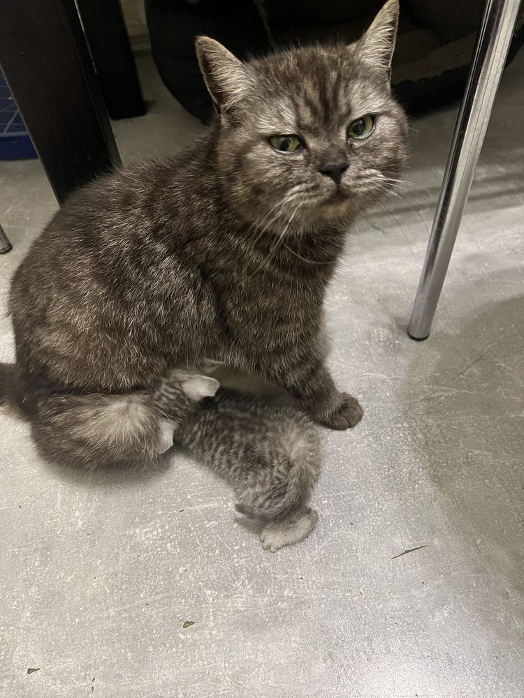 Котики в добрі руки
