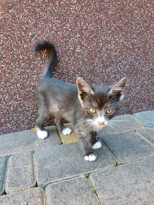 Котики в добрі руки