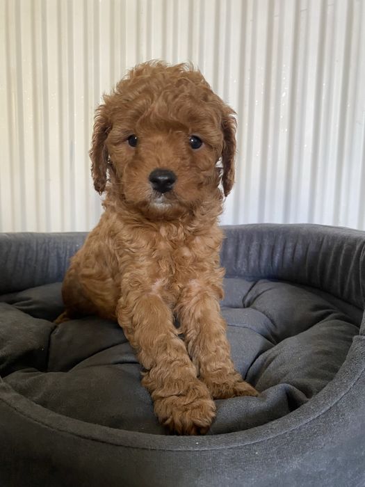 Cavapoo F1B Ari Cavapoo&Pudel miniaturowy