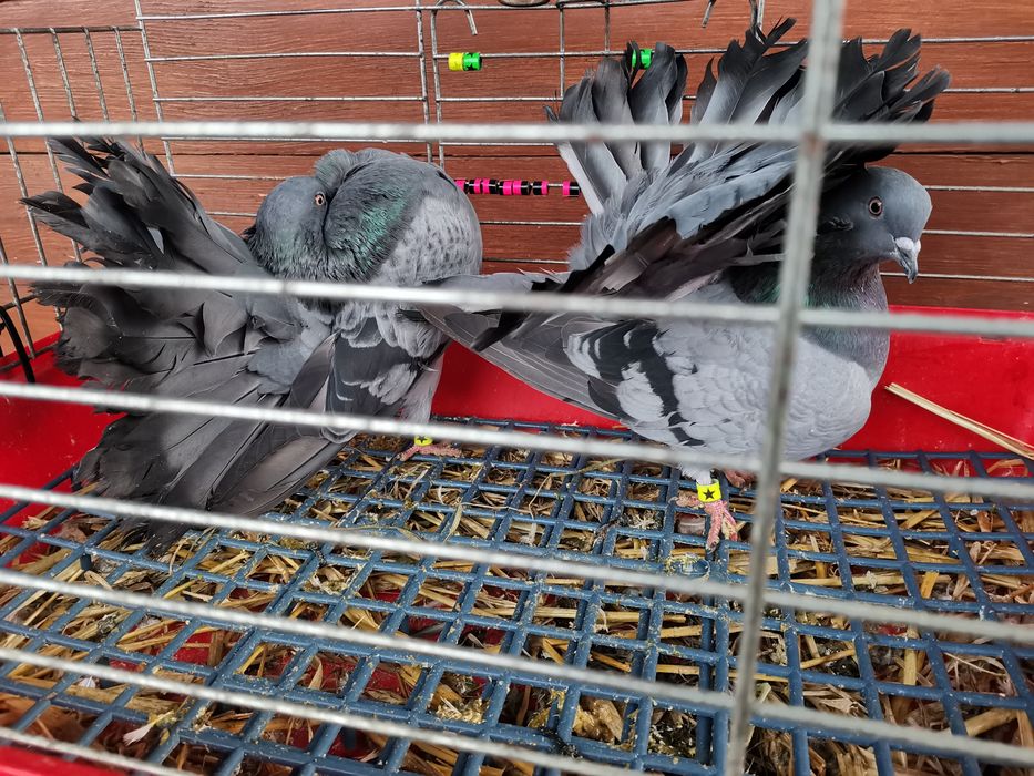 Gołębie ozdobne - pawiki