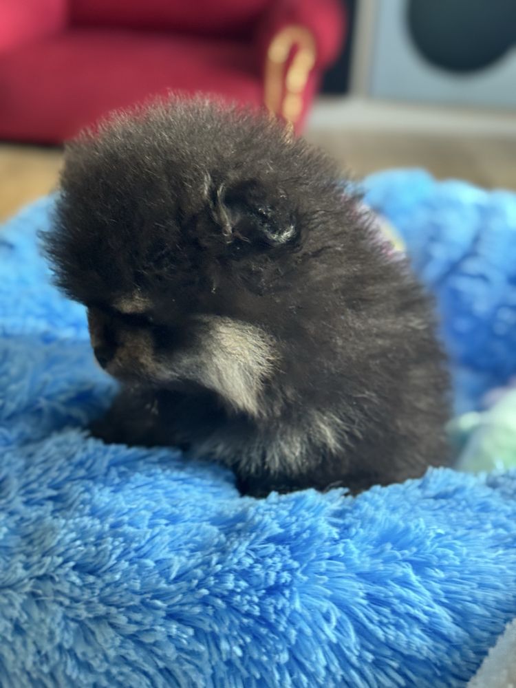 Szpic miniaturowy pomeranian FCI