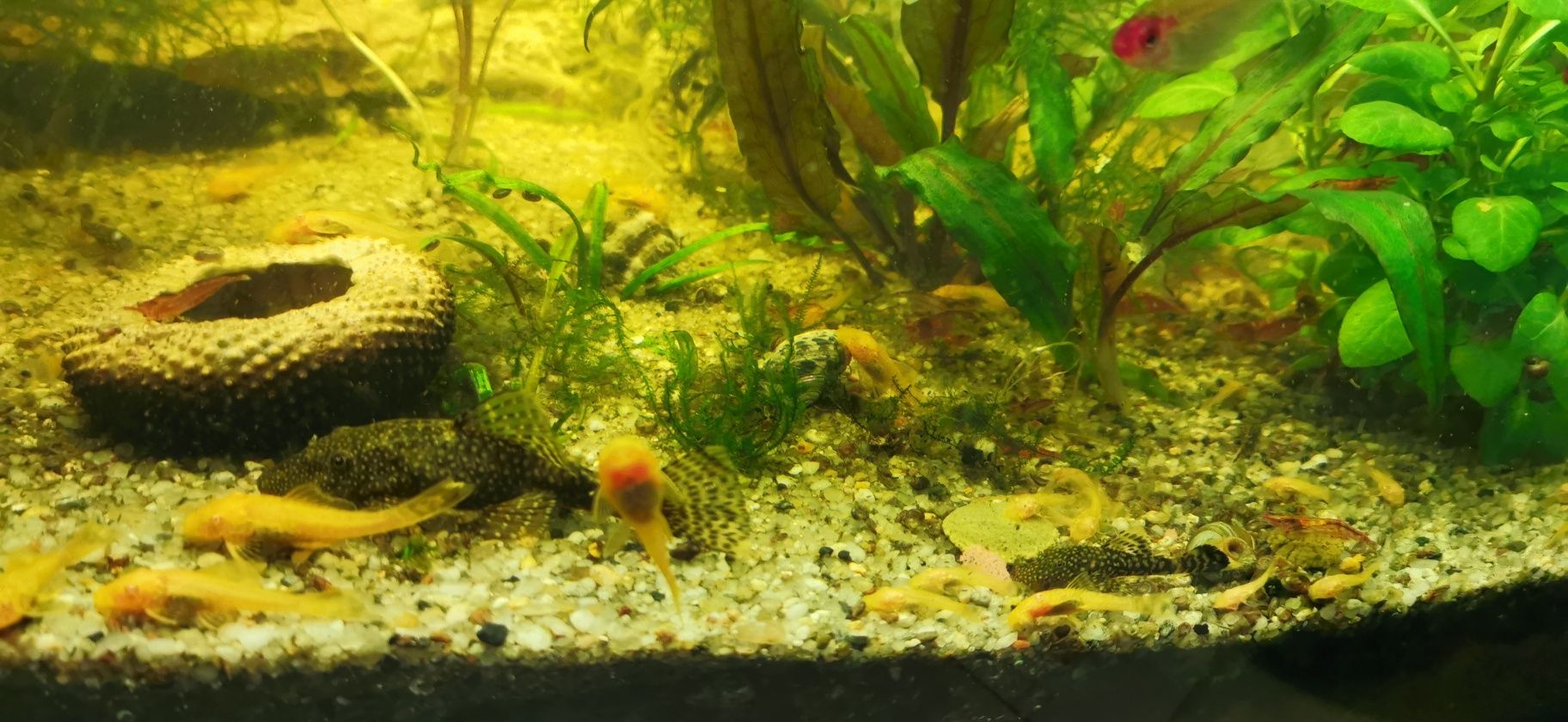 Akwarystyka koglonojady czarne 3 zł i żółte 4 zł rozmiar od 2 cm do 4,