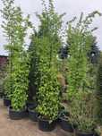 GRAB POSPOLITY 'Carpinus Betulus' Duże Drzewa ok. 500 cm wys. Leszno