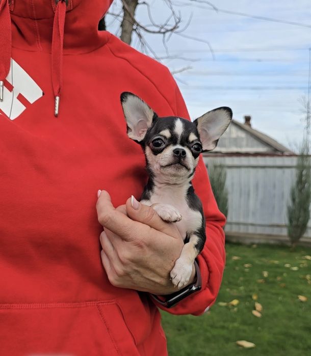 Надзвичайні красунчики чихуахуа.