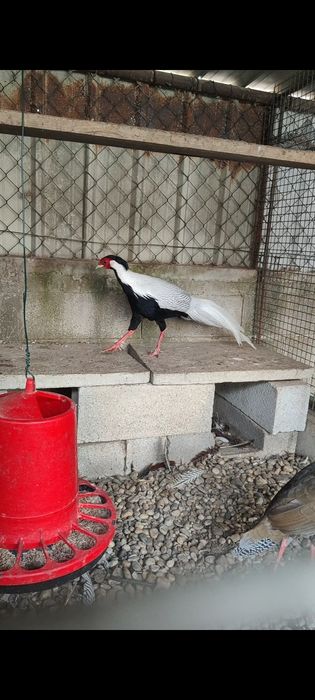 Casais de faisões prateados