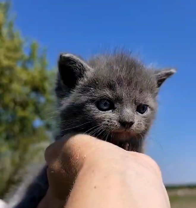 Котик лымчатого окраса для любви