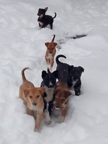 6 щенков ищут дом срочно