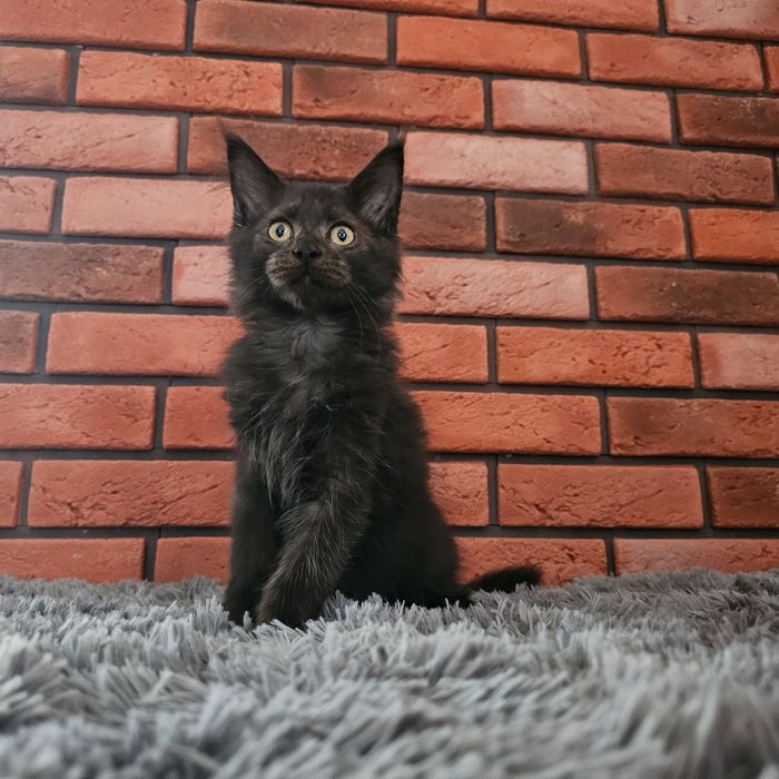 Kocurek Maine coon rodowód Fpl
