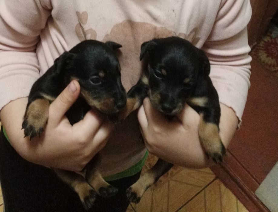 Німецький ягдтер'єр