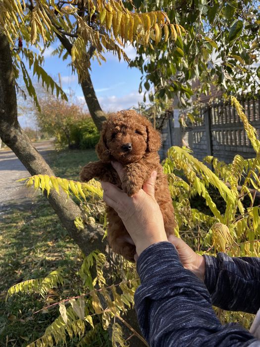 Дівчинка та хлопчик той пудель