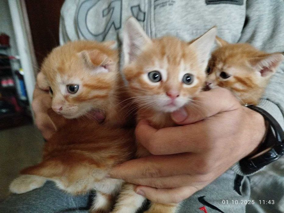 котята домашние, кошенята, красивые, ухоженные. Котенок. Кот. Кіт.