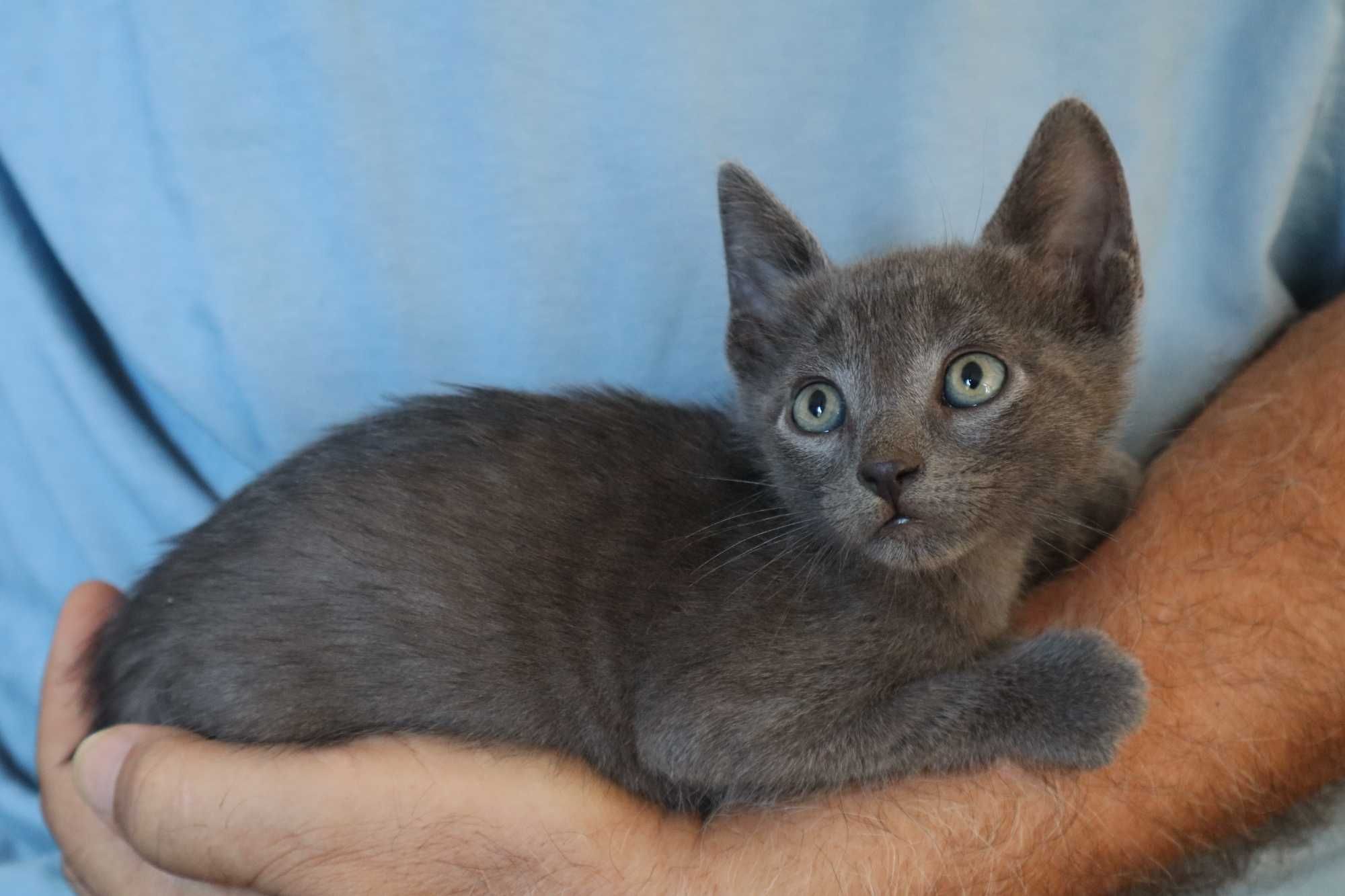 5 Gatinhos para Adoção Responsável – Tavira (Algarve)