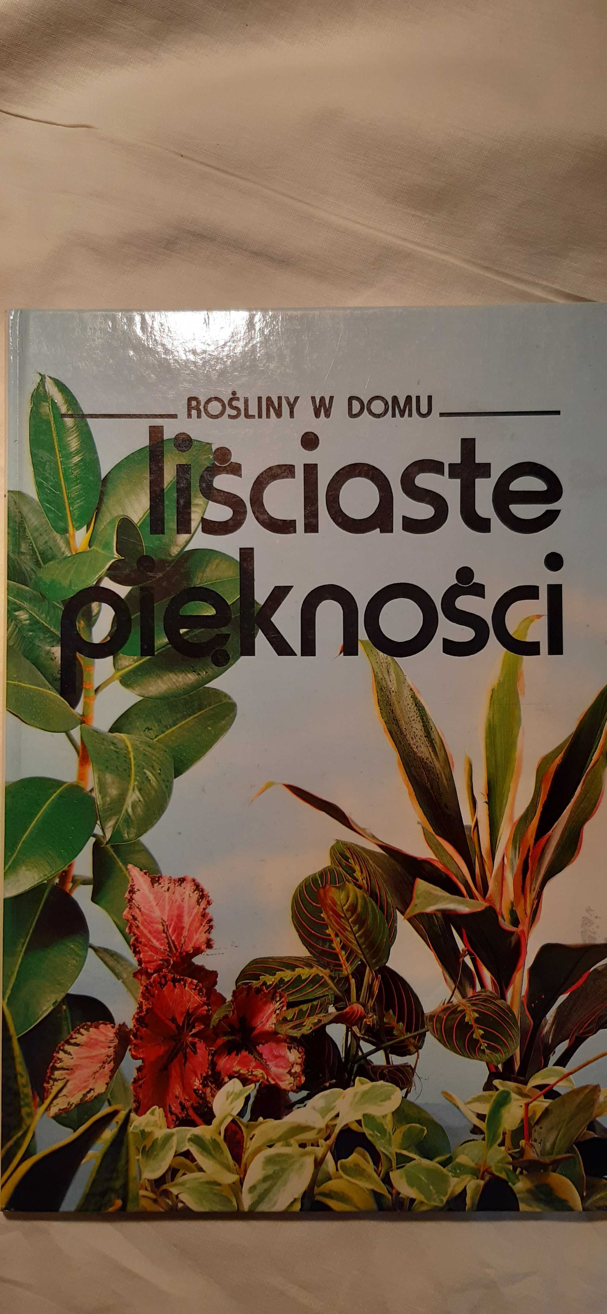 rośliny w domu liściaste piękności