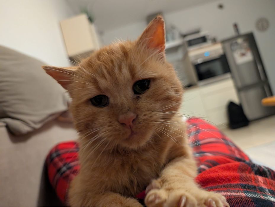 Kot Rudi nie chce wracac na dwor!