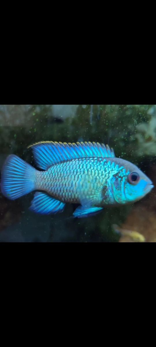 Eletric Blue Acara