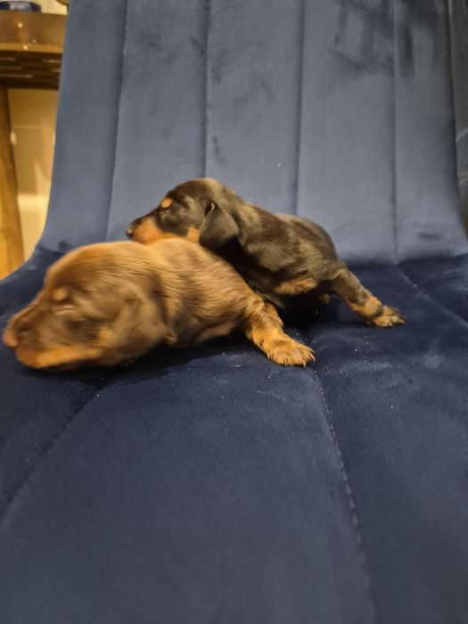 Jamnik krótkowłosy po miniaturce z rodowodem