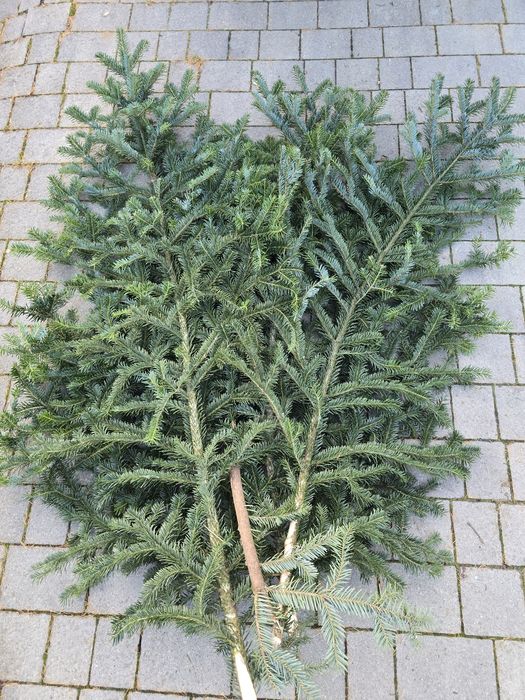Gałęzie jodłowe 1.2 m  16.11.25