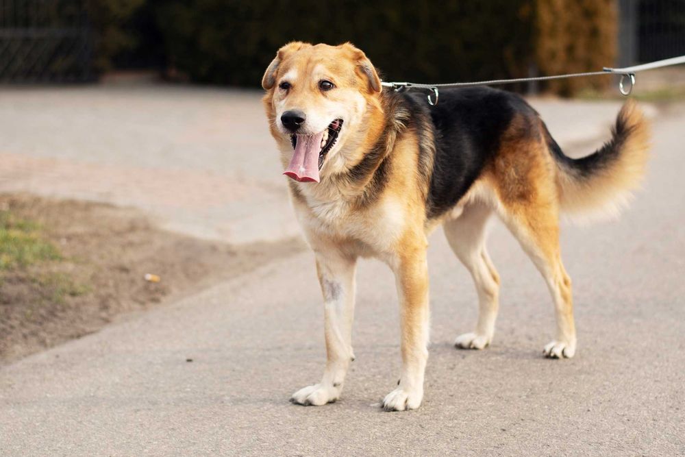 DEACON - przytulaśny przyjaciel