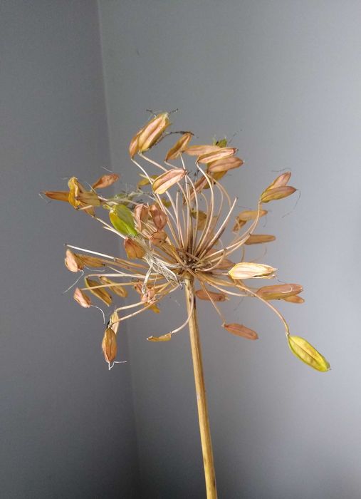 Lilia afrykańska, apagant afrykański - nasiona