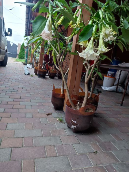 Бругмансія або ангельські дзвони