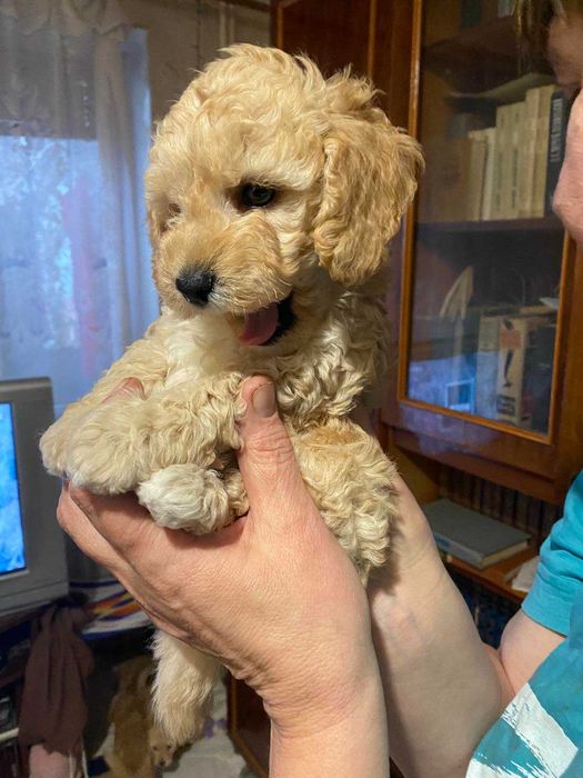 Чудесные щенки пуделята ищут семью