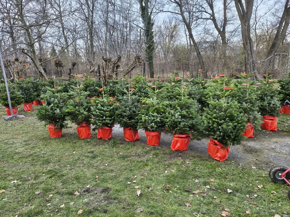 Choinki jodły kaukaskie w doniczce 150cm dostawa Puławska416