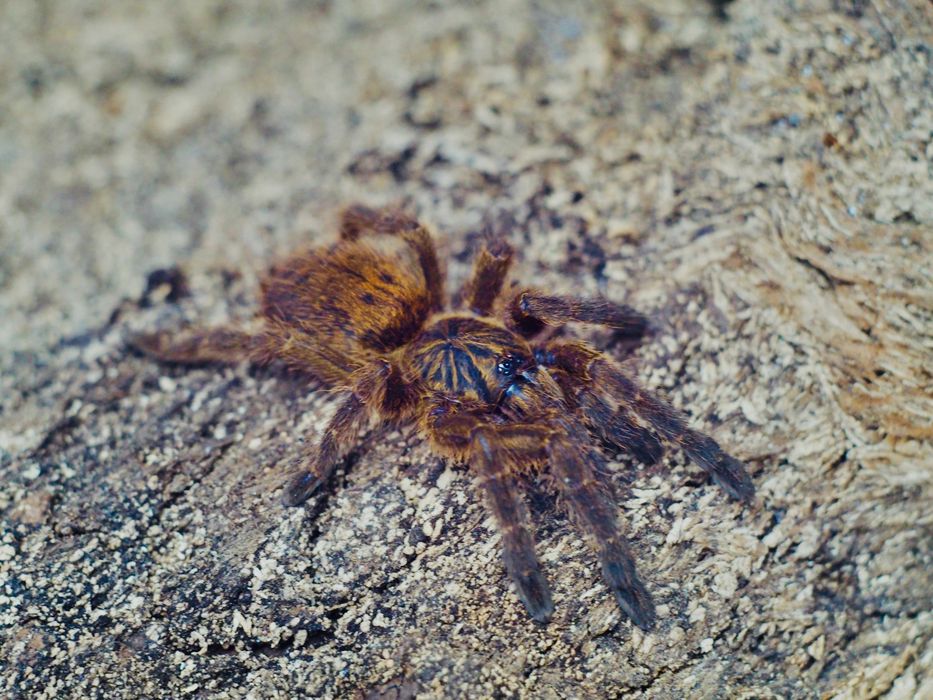 Pterinochilus murinus Usambara Samiczki 3DC Ptasznik Słoneczny pająk