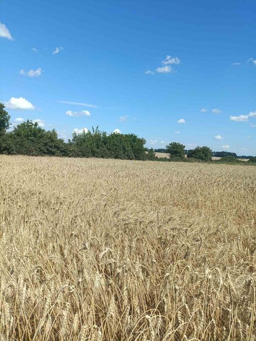Насіннєва озима пшениця Спадщина Одеська