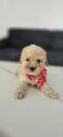 Maltipoo f1b sunia