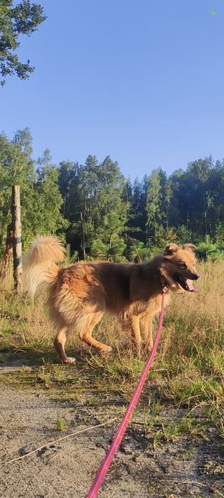 Oddam psa w dobre ręce