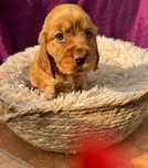 Cocker spaniel piesek