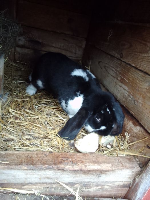 Sprzedam samca baran francuski