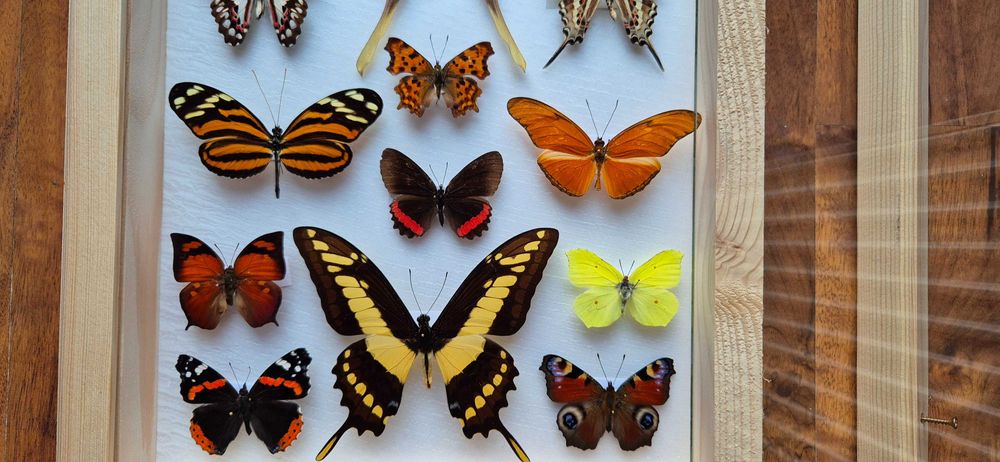 Gablotka motyle dzienne nocne na ścianę Actias sinensis Papilio i inne