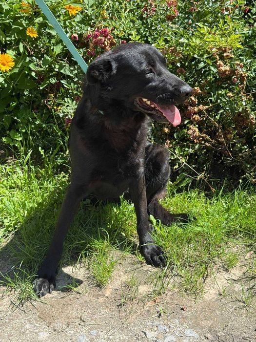 Piątek- super psiak w typie labradora