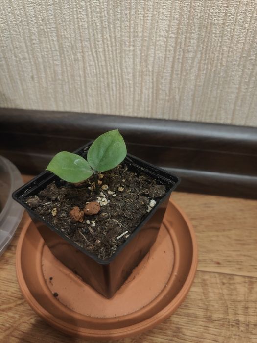 Віддам кімнатні квіти