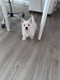 West highland white terrier