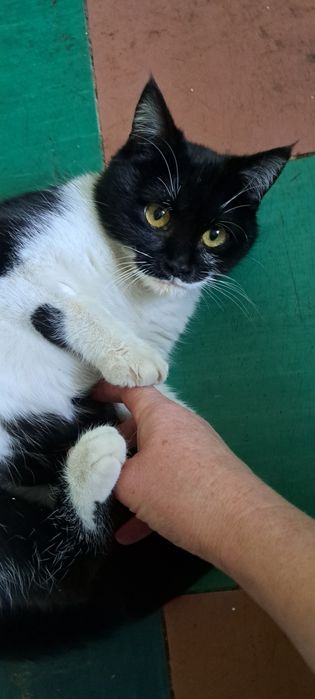 Безкоштовно стерилізована киця